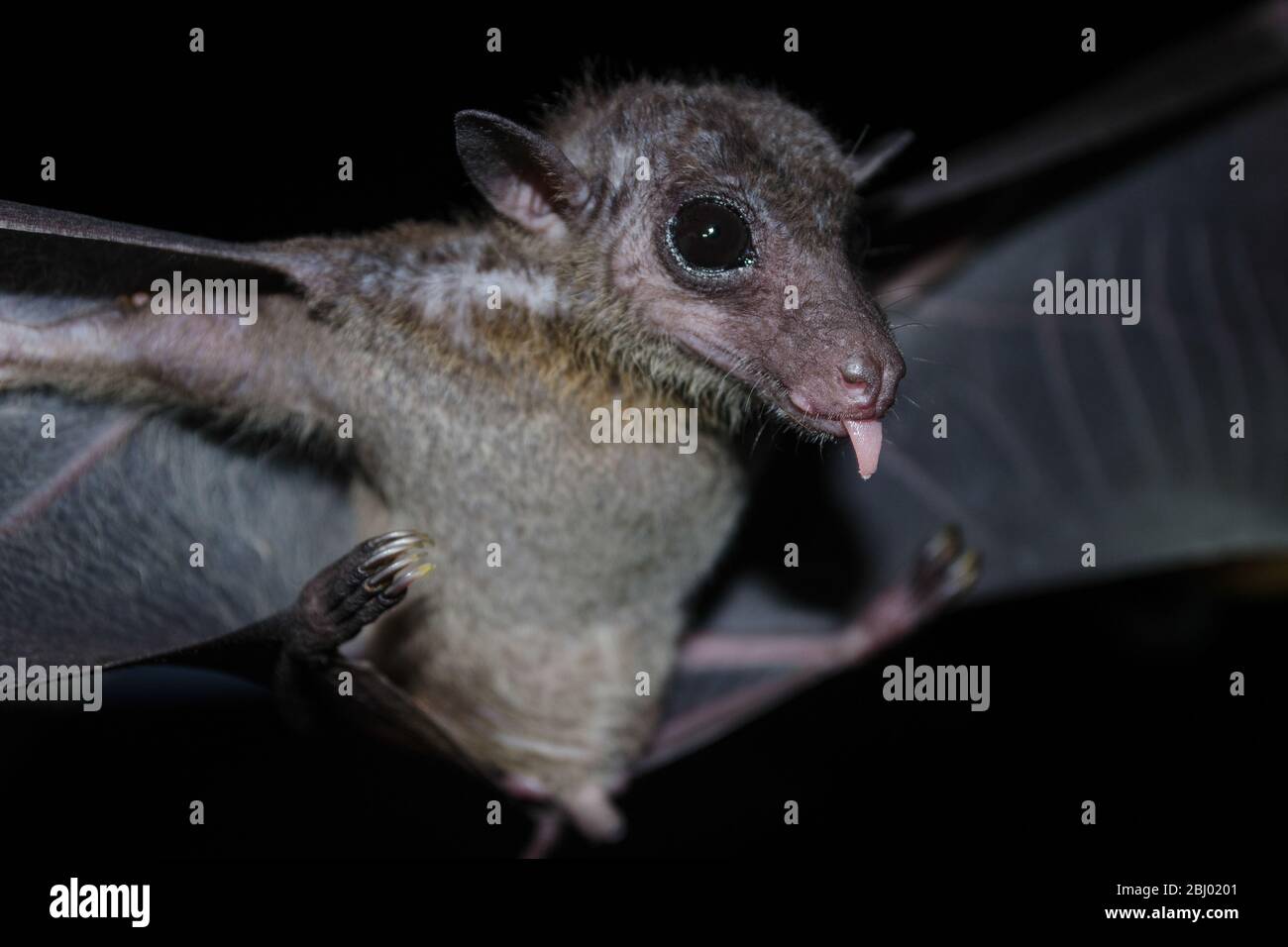 common dawn-bat  are sleeping in the cave hanging on the ceiling period midday Stock Photo