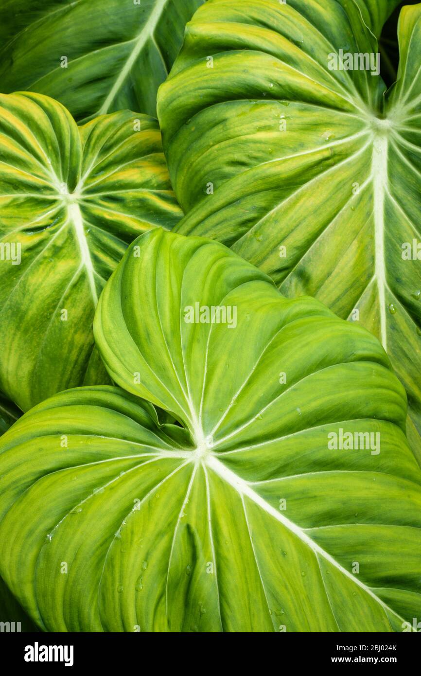 Lush evergreen philodendrons growing prolifically in planted garden in Port Douglas in Far North Queensland, Australia. Stock Photo
