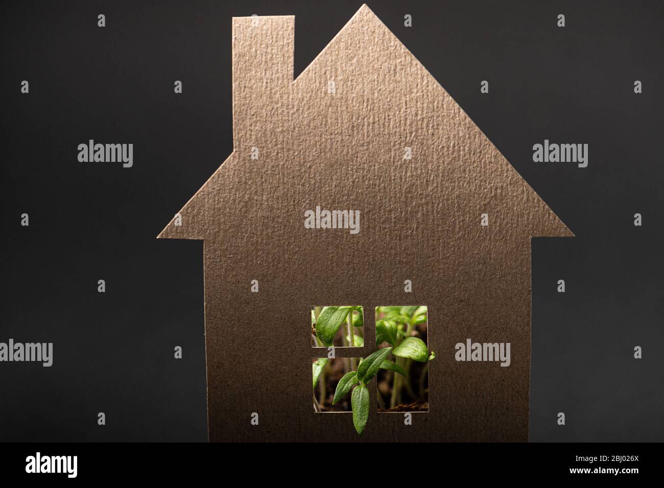 Plant leaves sticking out throw window of a cardboard 2d house over black Stock Photo