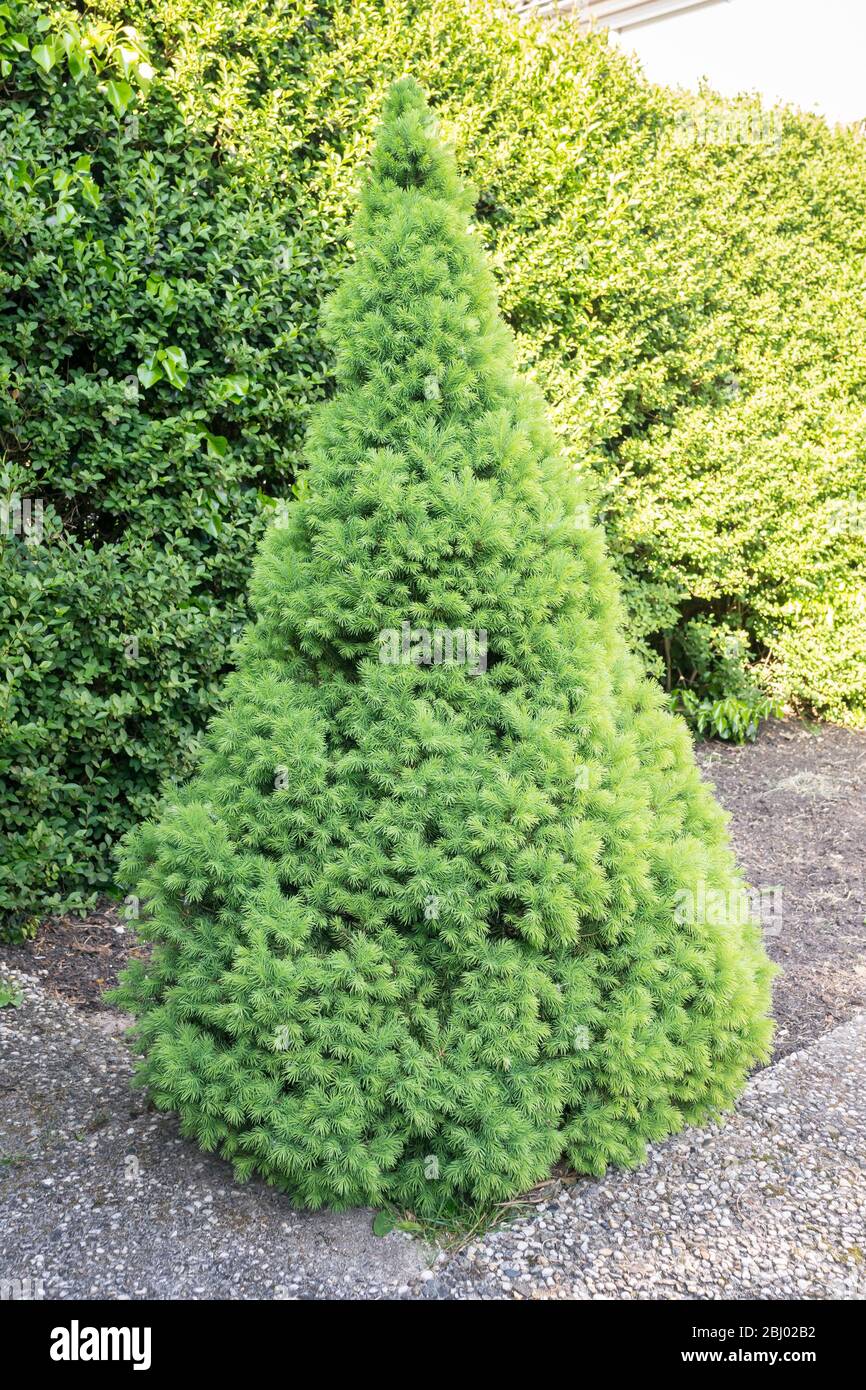 Single dwarf white spruce (Picea Glauca Conica) in a garden. Tree is also named sugar loaf spruce. Stock Photo