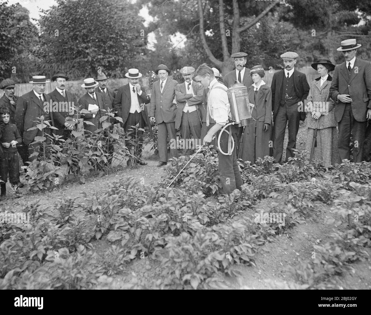 Schoolchildren helping to spray allotment holders potatoes at Ewell - 22 June 1917 9 July 1926 Stock Photo