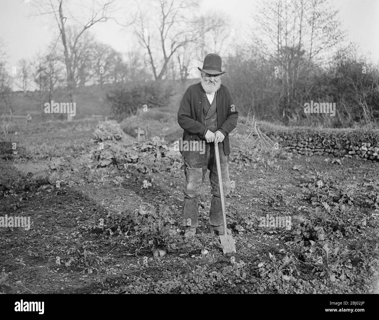 An Example to Allotment Workers - Mr Robert James , who is 97 years of age , still spends most of the day working on a plot of land adjoing his cottage at Uffculme , Devon - 9 March 1918 Stock Photo