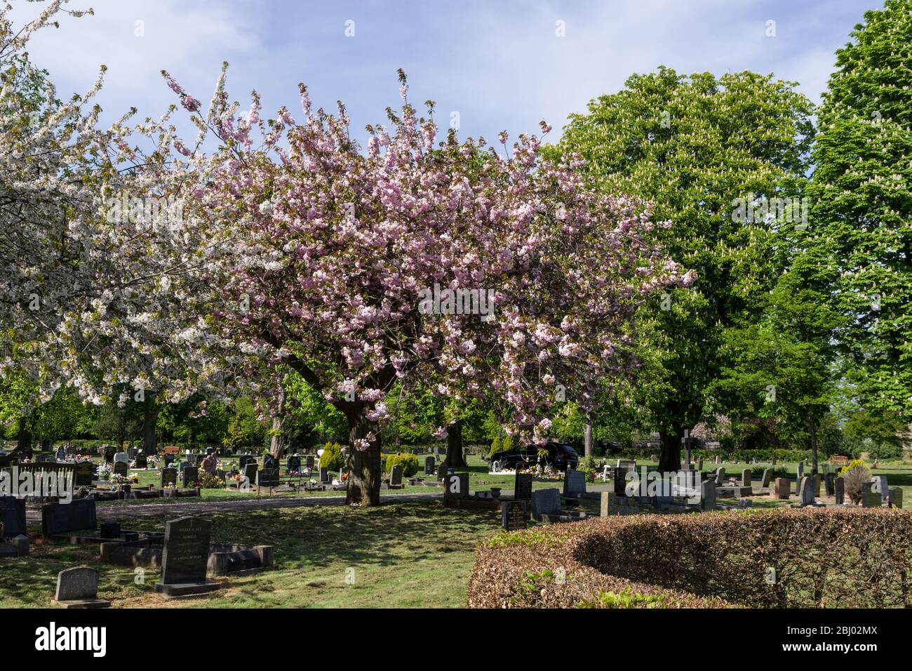 Blossom tree in Spring, Towcester Road Cemetery, Northampton, UK Stock