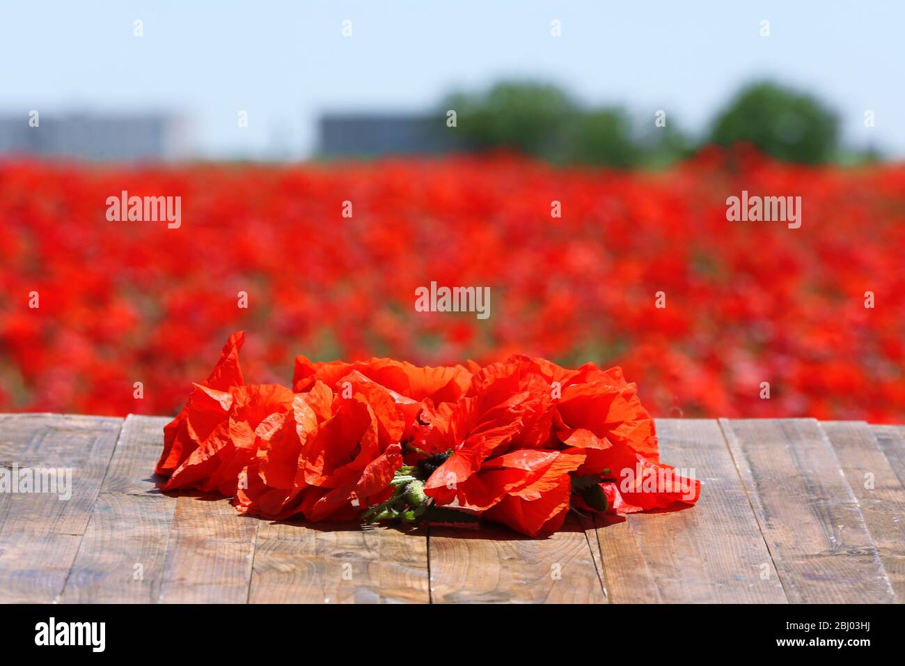 Poppy field over blue sky background Stock Photo - Alamy