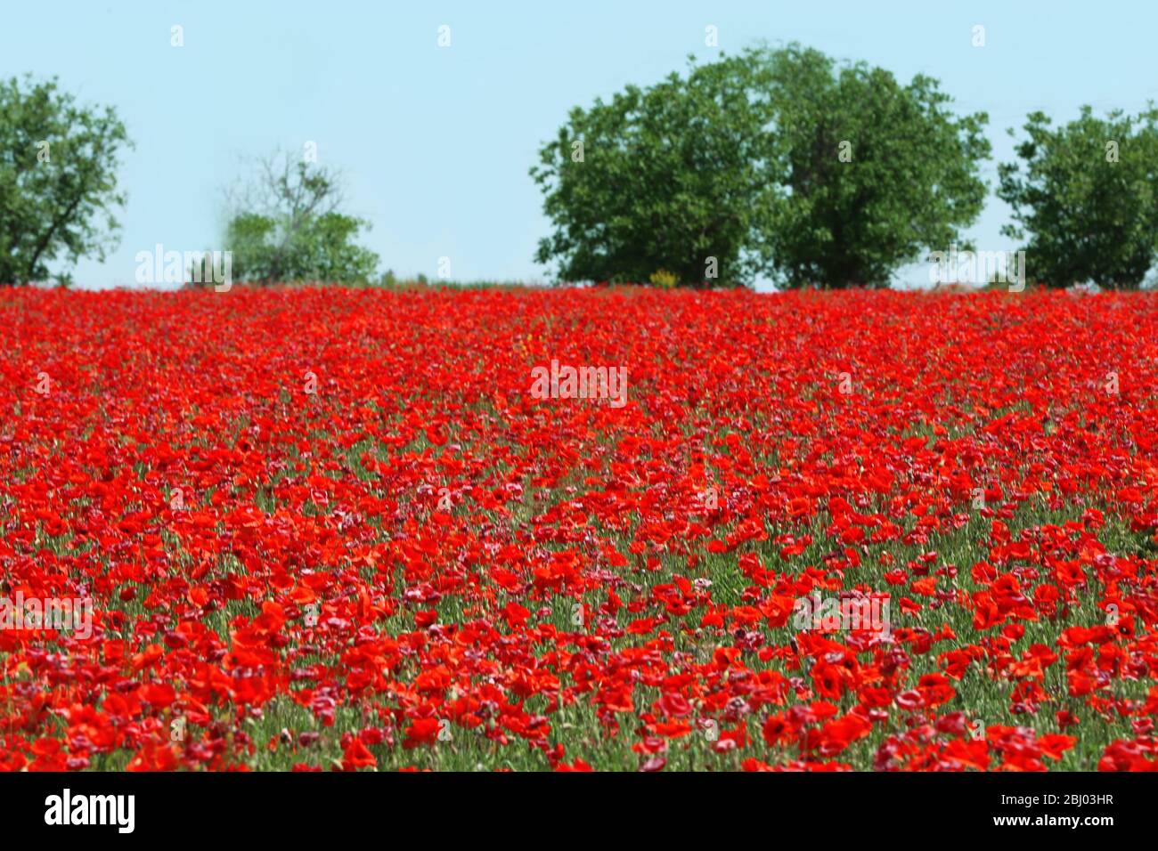 Poppy field over blue sky background Stock Photo - Alamy