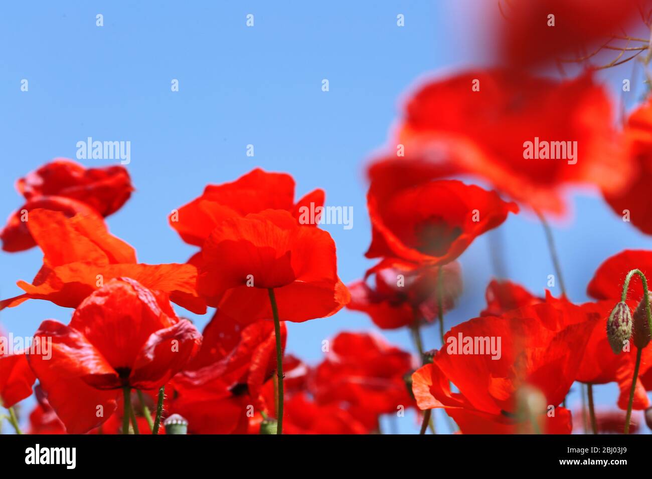 Red poppy flowers over blue sky background Stock Photo - Alamy