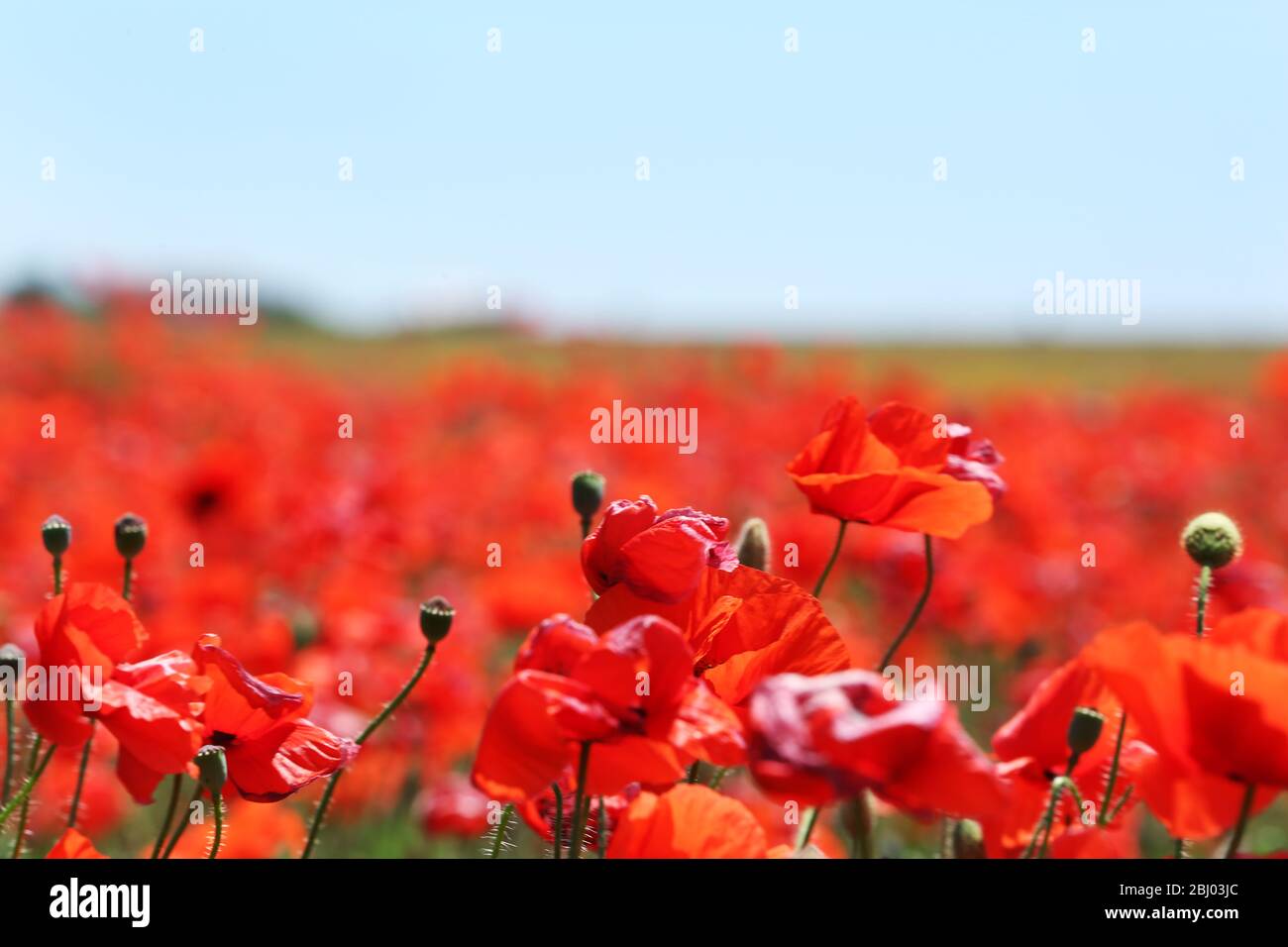 Poppy field over blue sky background Stock Photo - Alamy