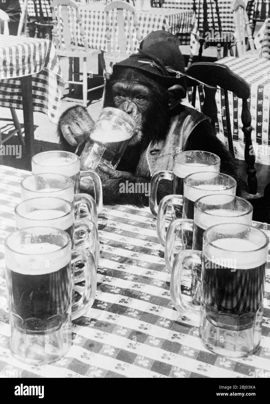 Ape world ' s gift to brewers ! . - Duke of Wellington , a three year old chimpanzee of San Diego , California is claimed to be the world champion beer drinker , and a challenge is issued on his behalf to all comers . . - 7 August 1935 Stock Photo