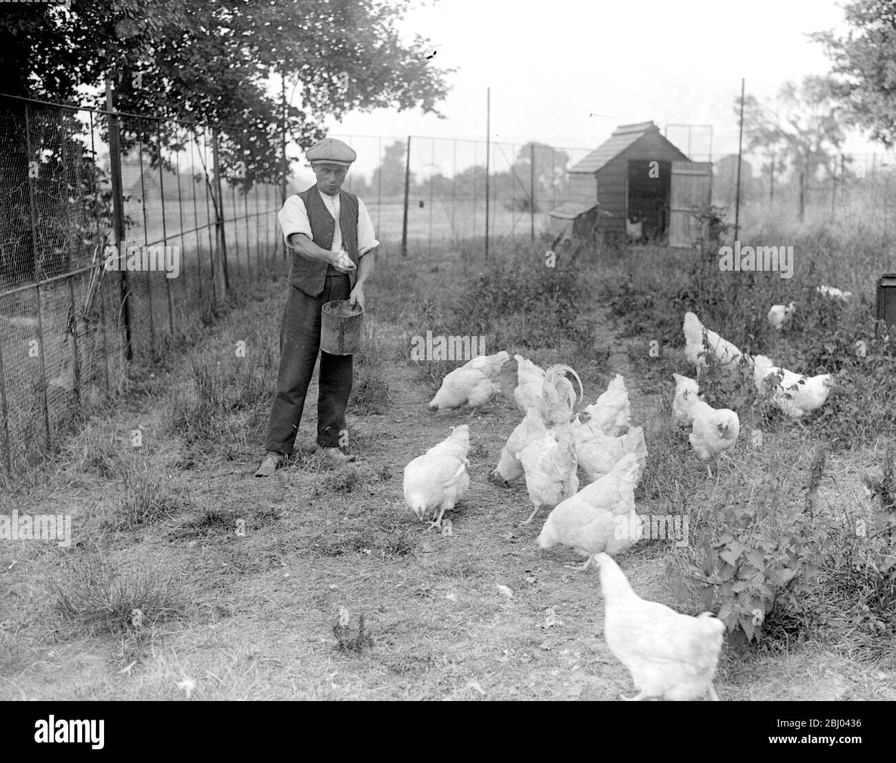 Sandy Lodge Golf Course in war time. Feeding the fowl which supply the club with eggs. - 10 July 1916 Stock Photo
