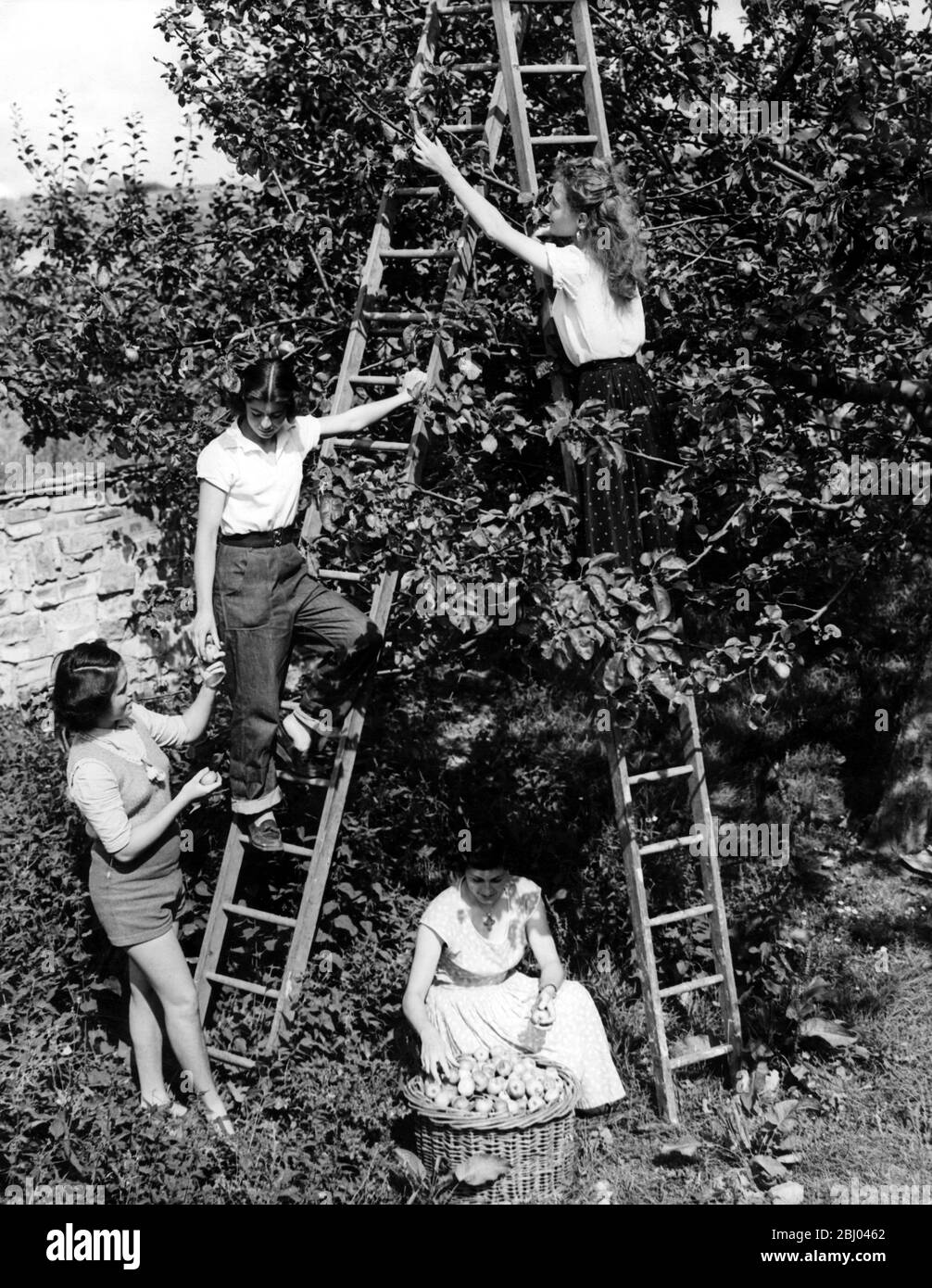 Students on a working holiday apple picking in an Essex Orchard. From left to right the girls are Gladys Kafka (16) from Czechoslovakia (in shorts); Linda Keen (16) from Wembley (on ladder); Jany Philip (27) from France (placing apples in basket) and Giselle Plauche (22) also from France (picking fruis fromladder). - 19th August 1953 Stock Photo