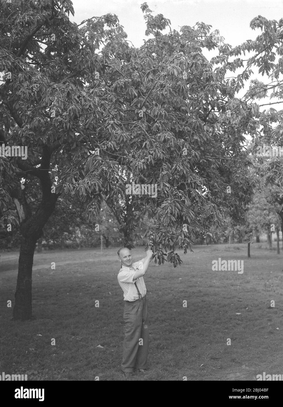 John Clark and his farm in Rainham, Kent cherry picking - July 1946 Stock Photo