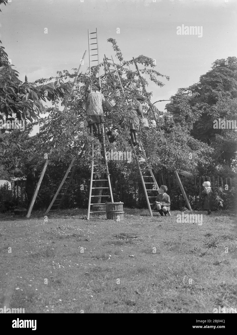 Cherry picking at a farm near Gravesend in Kent - June 1946 Stock Photo