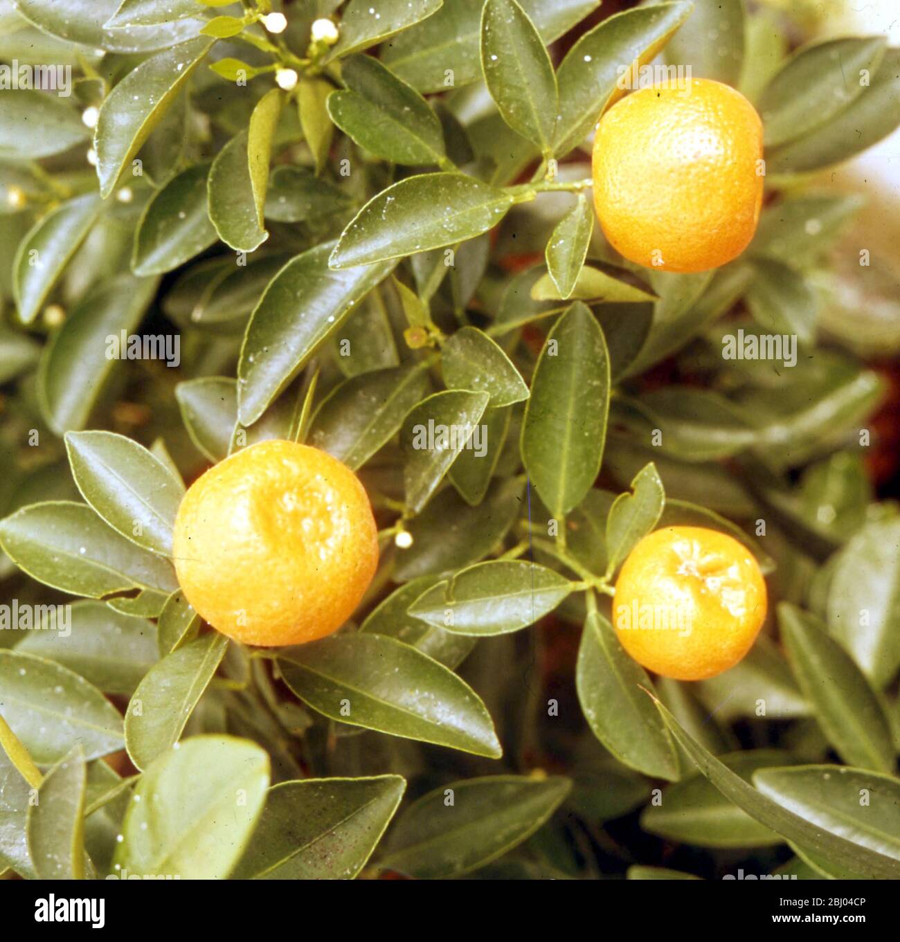 Satsumas/Citrus Mitis Stock Photo