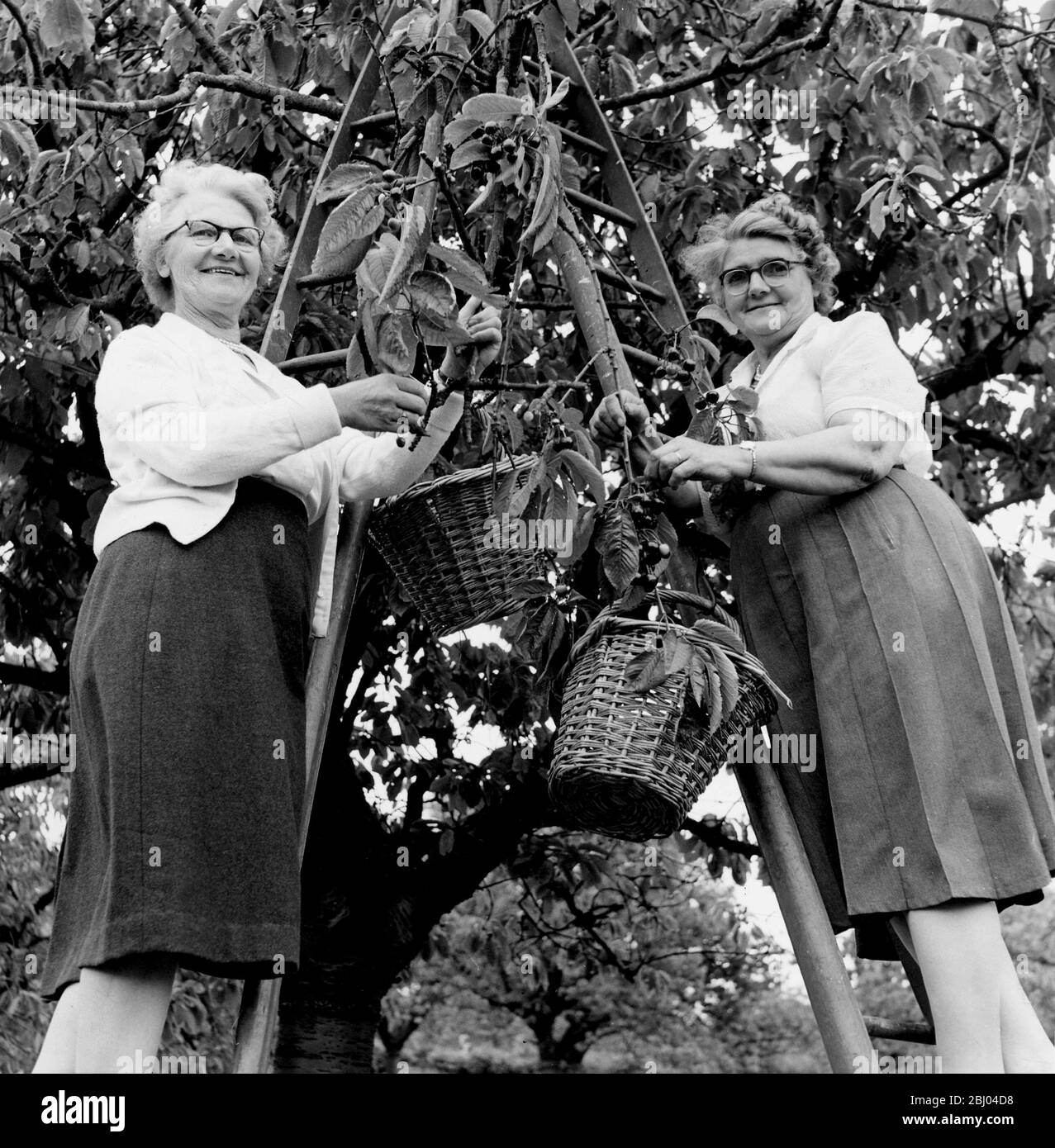 Mrs P Worrell (left) and Mrs H Finnis cherry picking at an orchard at Pick Hill, Tenterden, Kent - 26th June 1961 Stock Photo