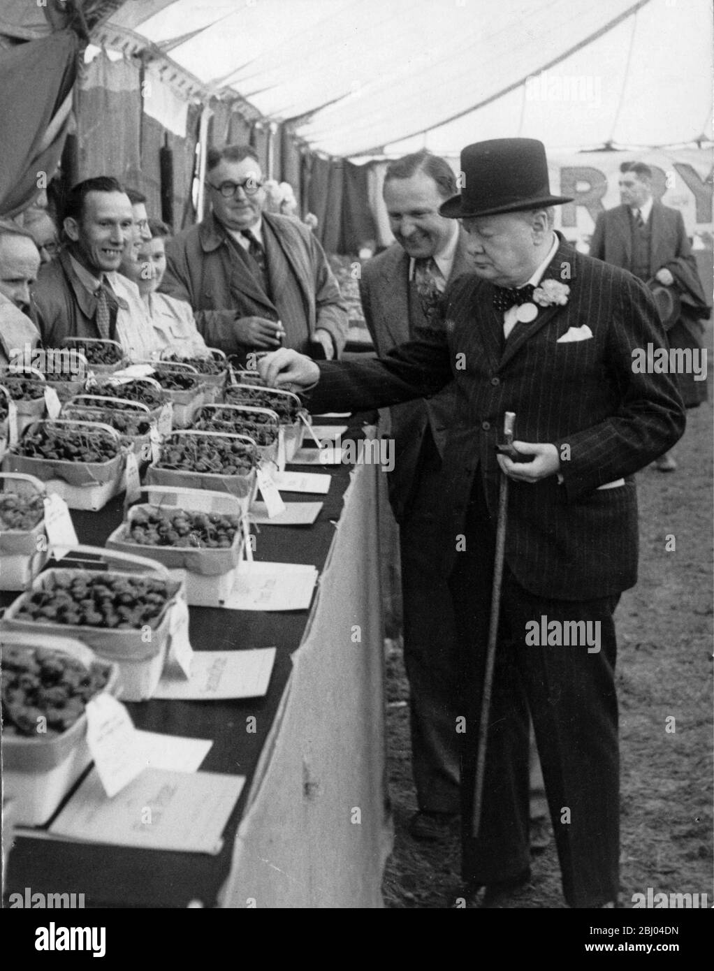 Sir Winston Churchill at the Kent Cherry and Soft Fruit Show in July 1948 when he helped himself to some of the prize winning fruit - 17th November 1954 Stock Photo