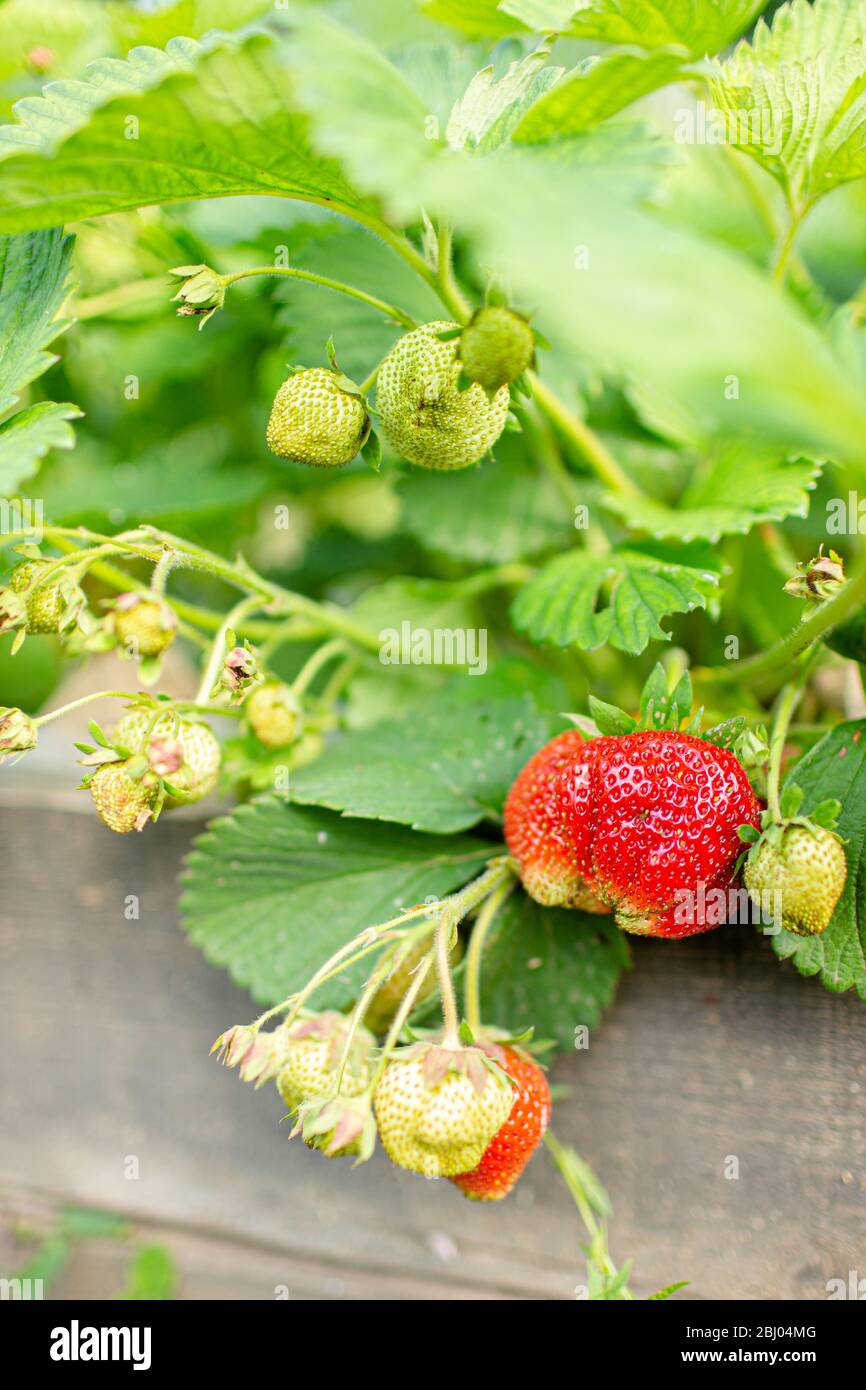 Close up of the red ripe strawberry in the garden Stock Photo - Alamy