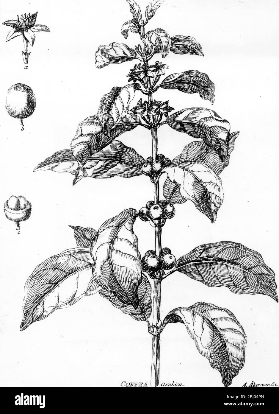 Coffee plant, from Potus Coffeae, 1761 Stock Photo