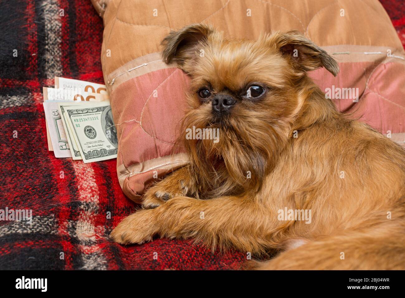 Verdell the Brussels Griffon