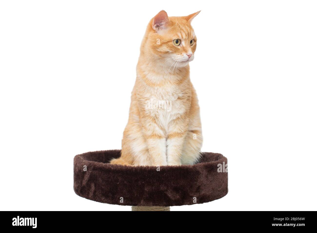 Red, serious cat sitting on scratching posts, on the white background Stock Photo