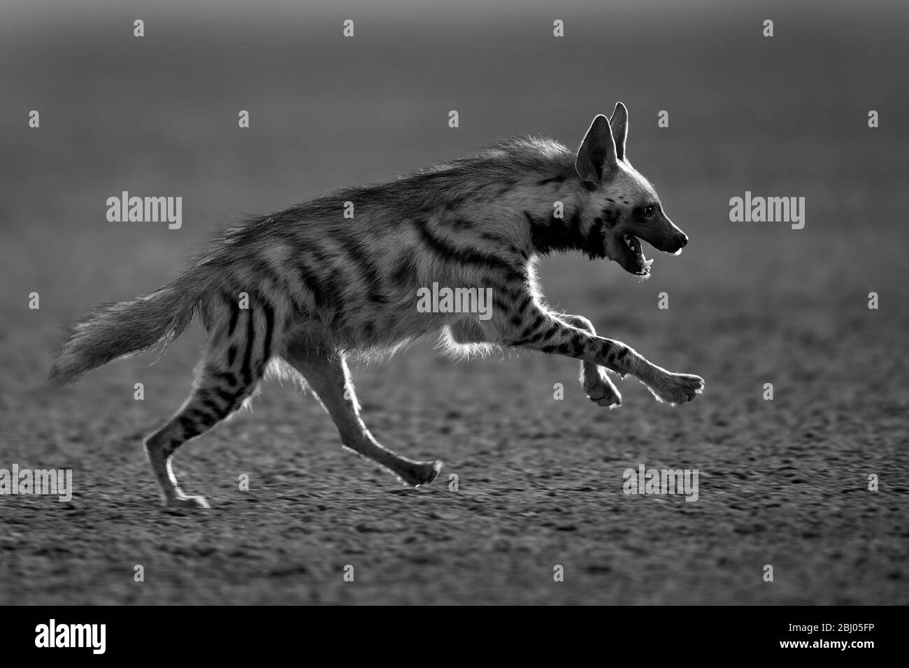 The image of  Striped hyena (Hyaena hyaena) was taken in LRK, Gujarat, India, asia Stock Photo