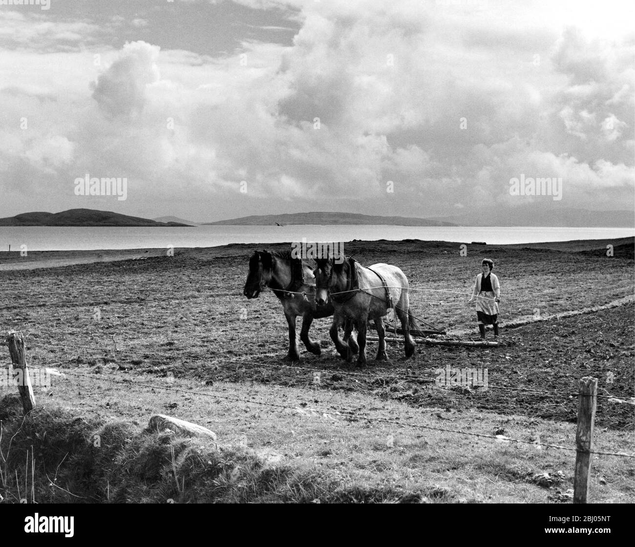 Start of the spring cultivations in the Hebrides. Spring is late this year - in the Outer Henrides, and only now are farmers and crofters beginning to get their land into shape. - This picture, on South Uist, shows a Scottish lass driving a pair of horses on the harrow. The crop is likely to be oats or turnips, or rye or greenstuff - for the farming system is carried out in narrow strips. - 21/5/62 Stock Photo