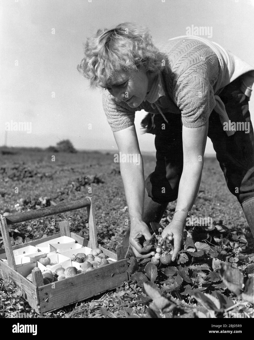Woman picking strawberries Black and White Stock Photos & Images - Alamy