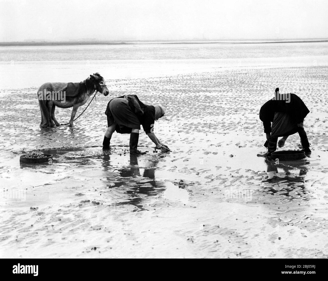 Cocklers at work on the Maplin Sands. Stock Photo