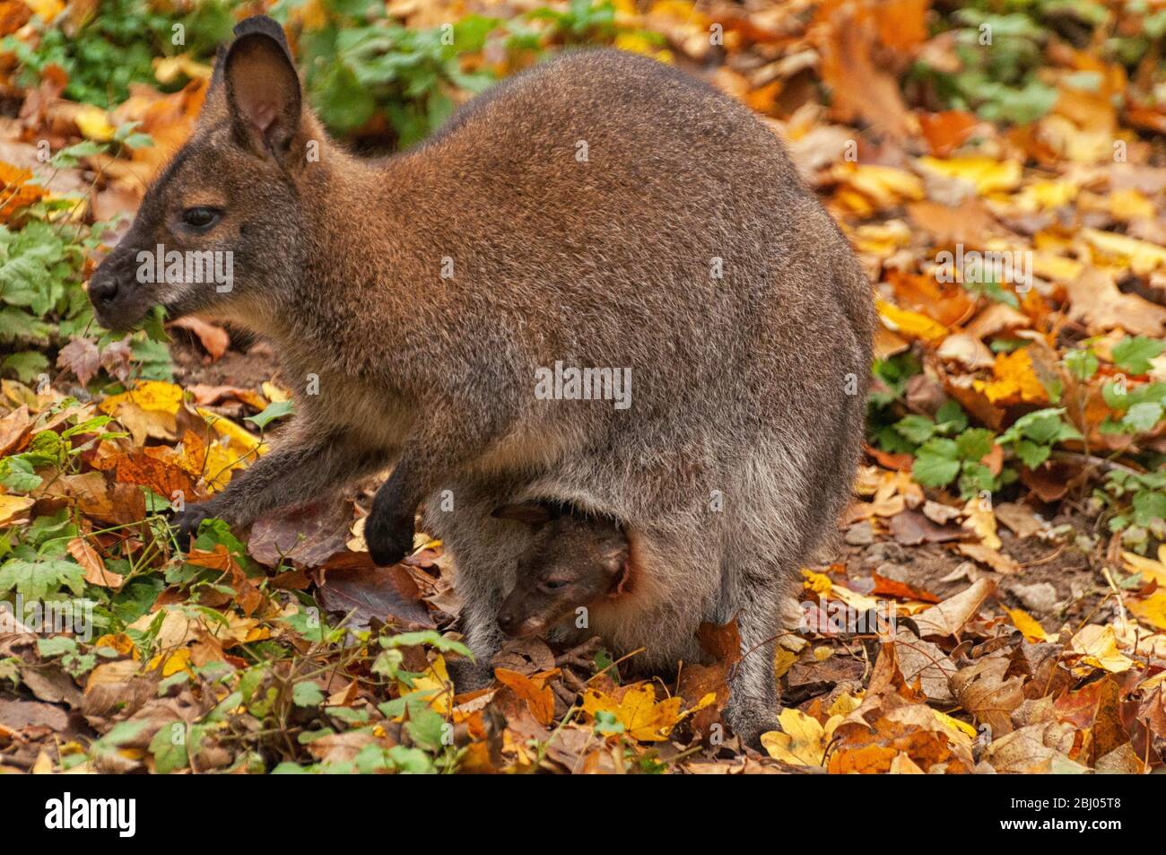 A kangaroo with a baby in a pouch Stock Photo