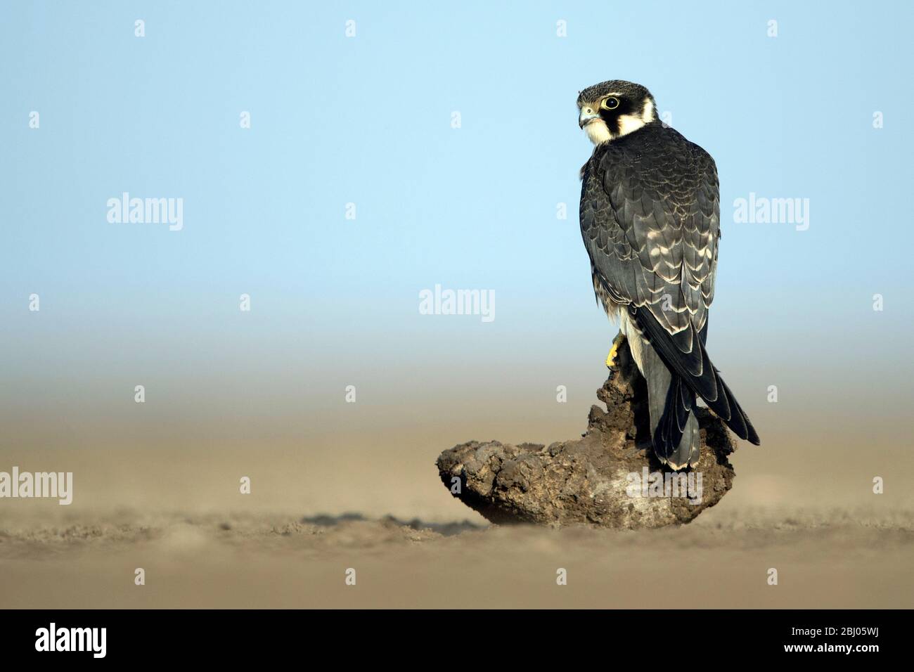 The image of Eurasian hobby (Falco subbuteo) was taken in LRK, Gujarat ...