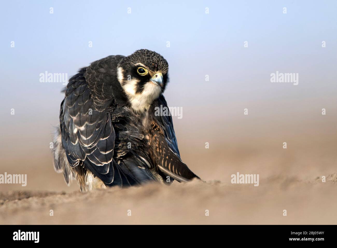 The image of Eurasian hobby (Falco subbuteo) was taken in LRK, Gujarat ...