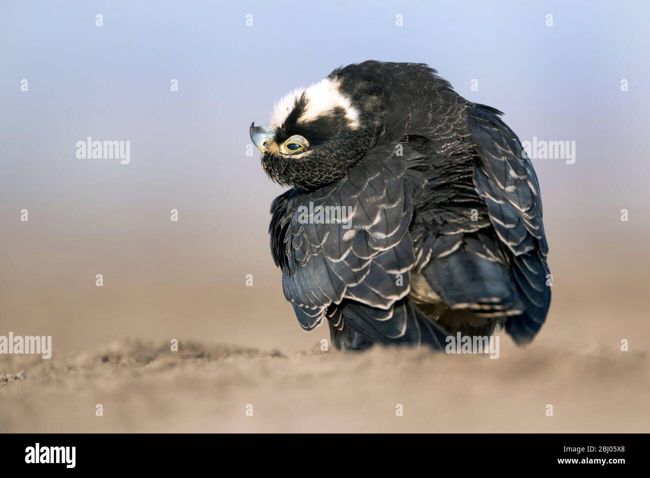 The image of Eurasian hobby (Falco subbuteo) was taken in LRK, Gujarat ...