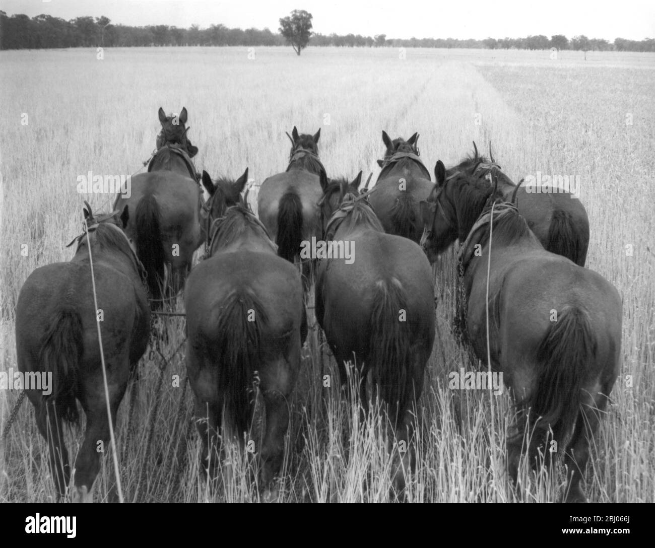 Bumper Australian wheat crop will aid starving Europe after World War II food shortage. - Eight horses tandem team, one of the few remaining in Parkes, pulls header on W.H. Pavey's field. 75% of haulage is done on tractors. - 2nd February 1946 Stock Photo