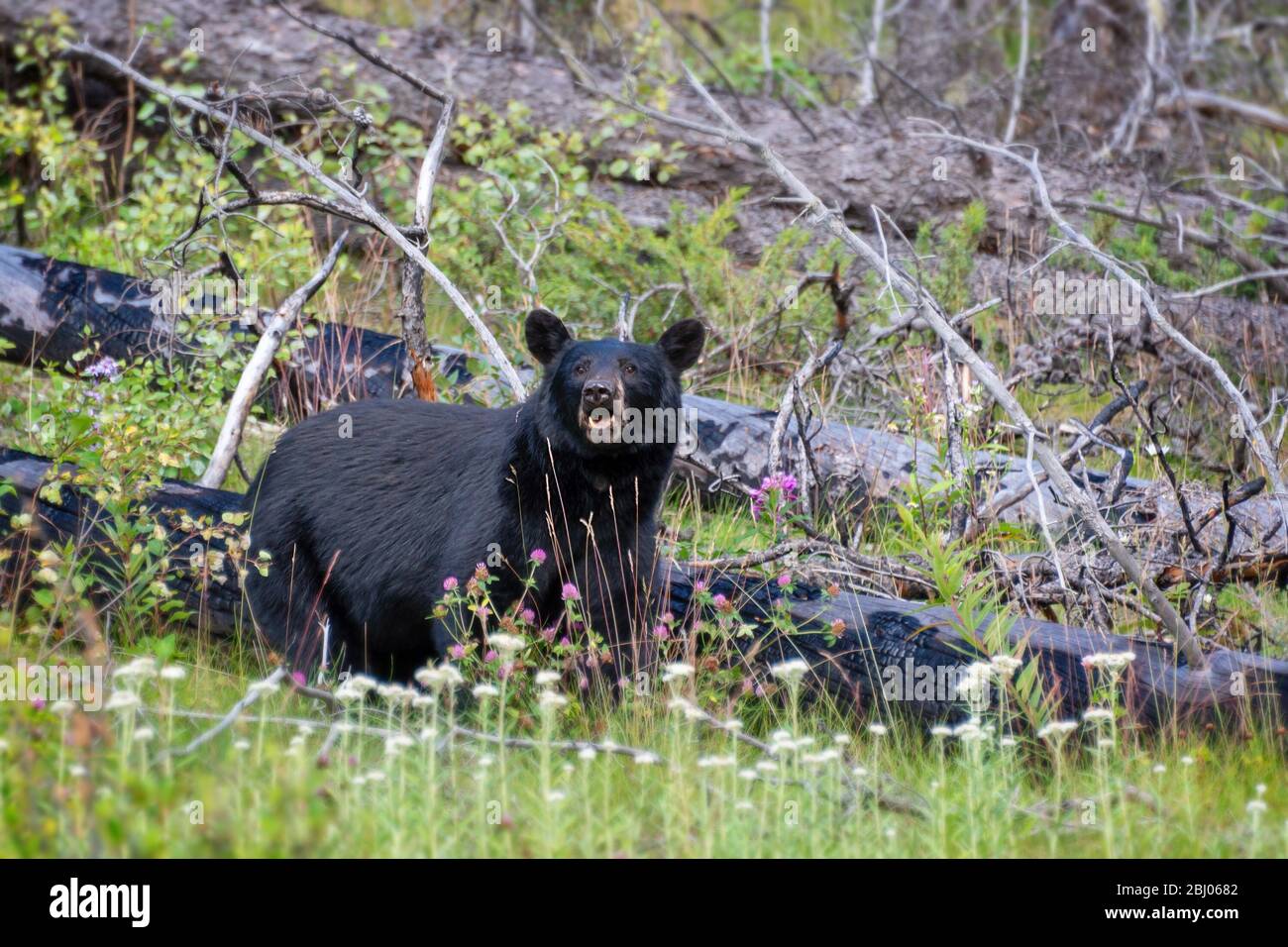 American black bear in Jasper National Park, Alberta, Rocky Mountains, Canada Stock Photo