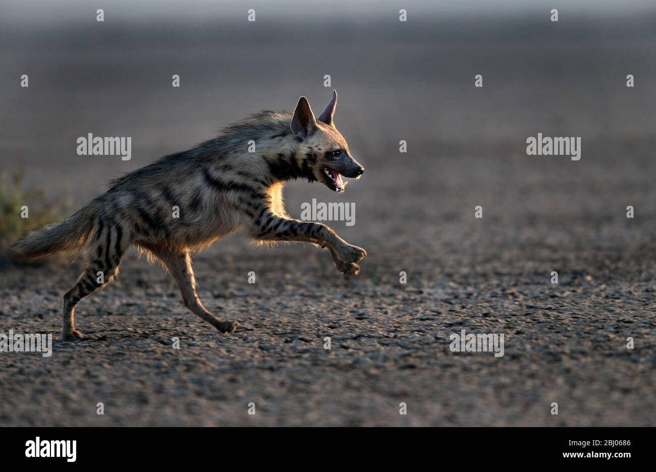 The image of  Striped hyena (Hyaena hyaena) was taken in LRK, Gujarat, India, asia Stock Photo