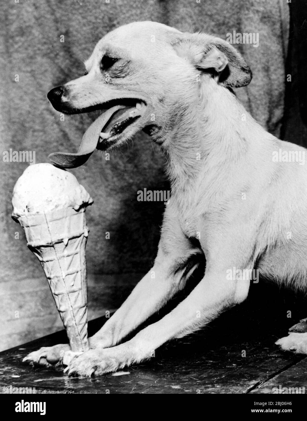 During the recent phenominal heat experienced in New York, which created a 66 year old record, the canine population found it as difficult to keep a cool head as did the humans. Here, Whitey the dog emulates his master to show that he can lick the heat and an ice cream cone at the same time. Stock Photo