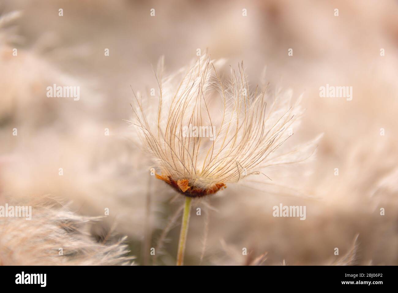 Cotton grass flower (Eriophorum) close up in Jasper National park, Alberta, Canada Stock Photo