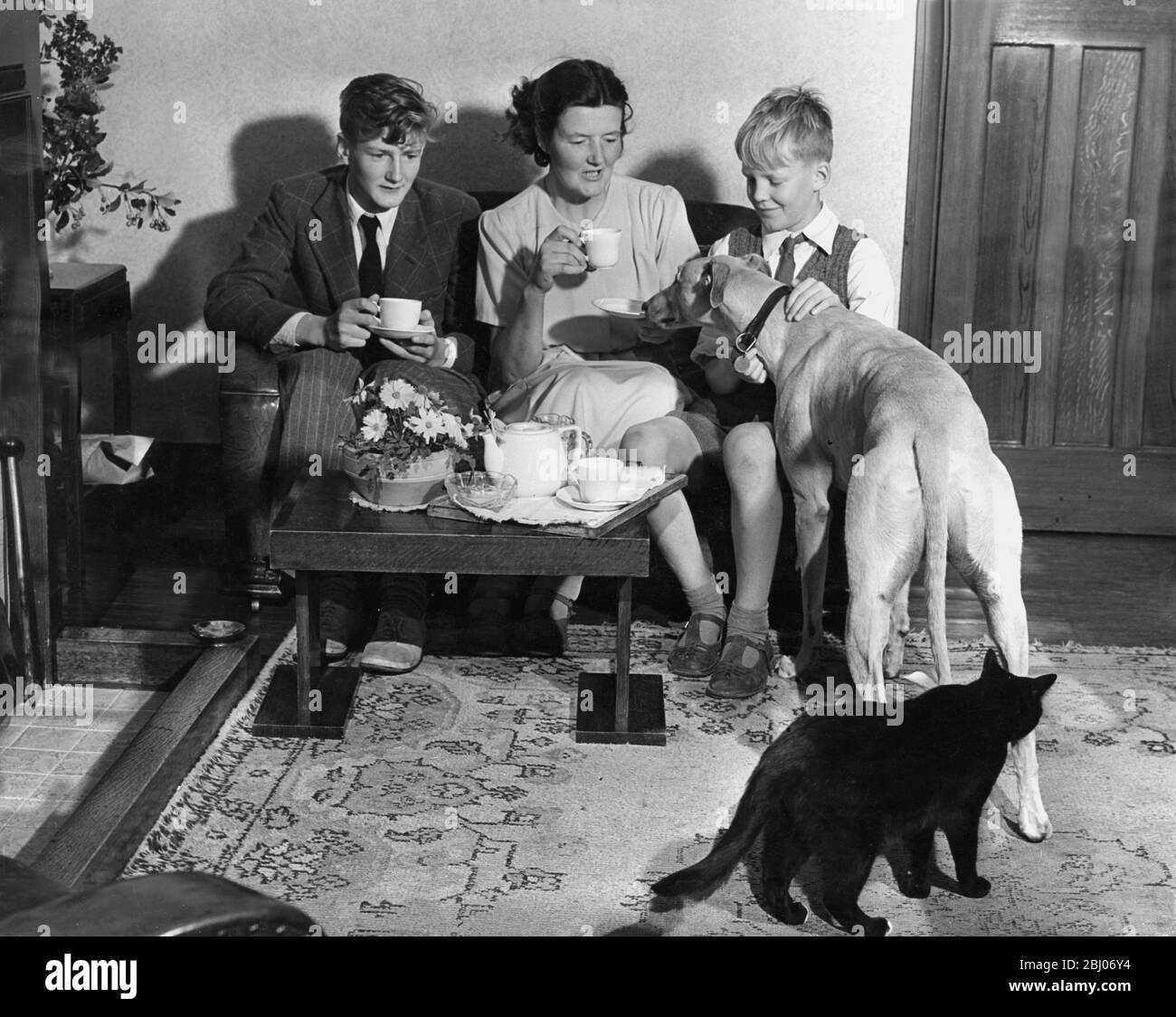 Tea time with Mrs Bray and her two sons , the greyhound , once a racing dog is now a domestic pet , and has made friends with the family cat . - 22 September 1950 Stock Photo