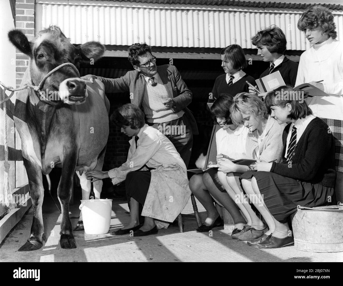 At the School at Wrotham in Kent , situated in the country , strong emphasis is placed on Rural Studies with practical teaching to develop the children's interest in the countryside . - 14 year old Yvonne Jones milks ' Hope ' the cow , while the other children make notes on the lesson being given by teacher Mr Lester Betts - 29 September 1964 Stock Photo