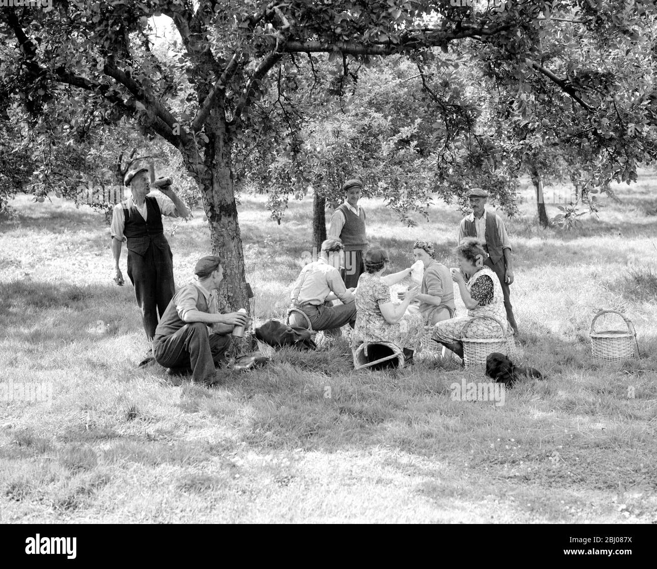 Apple pickers enjoying a tea break in the orchard at Scadbury Farm near