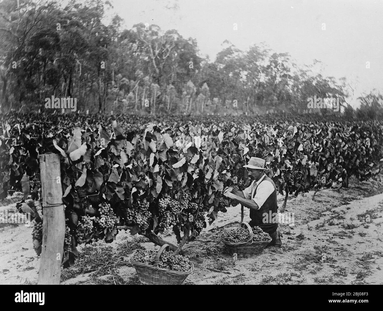 Picking grapes at Ballandean near Stanthorpe . - 23 March 1923 Stock Photo