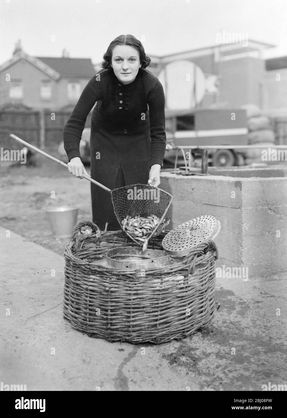 Keeping England on the goldfish standard . - - Thousands imported from Italy before sanctions . - - Transferring fresh arrivals to a huge tank at an Alperton fisheries . - - 18 October 1935 Stock Photo