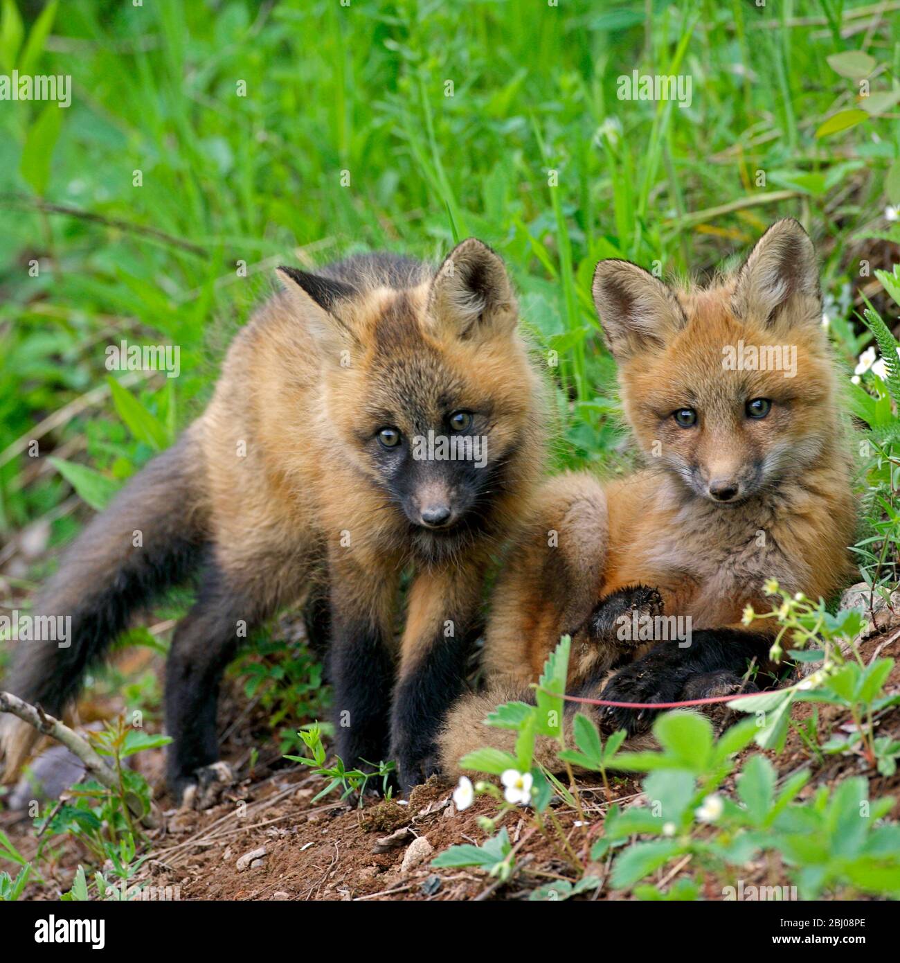Two Baby Red Foxes playing near den among wild strawberries Stock Photo