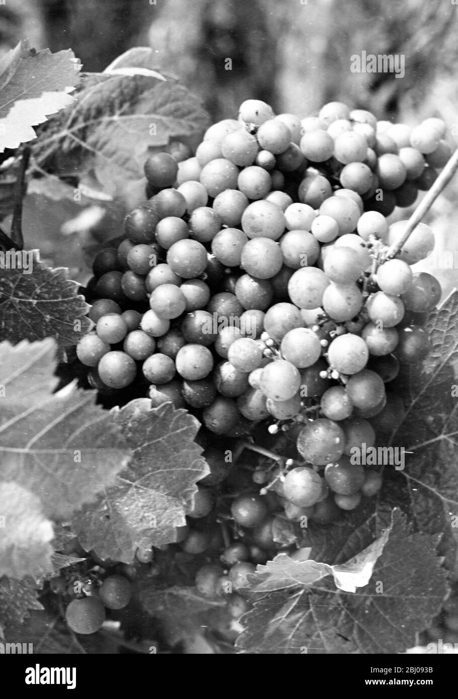 Seigrebe. - Felstar Crick's Green Vineyard. - J.G.Barrett. Stock Photo