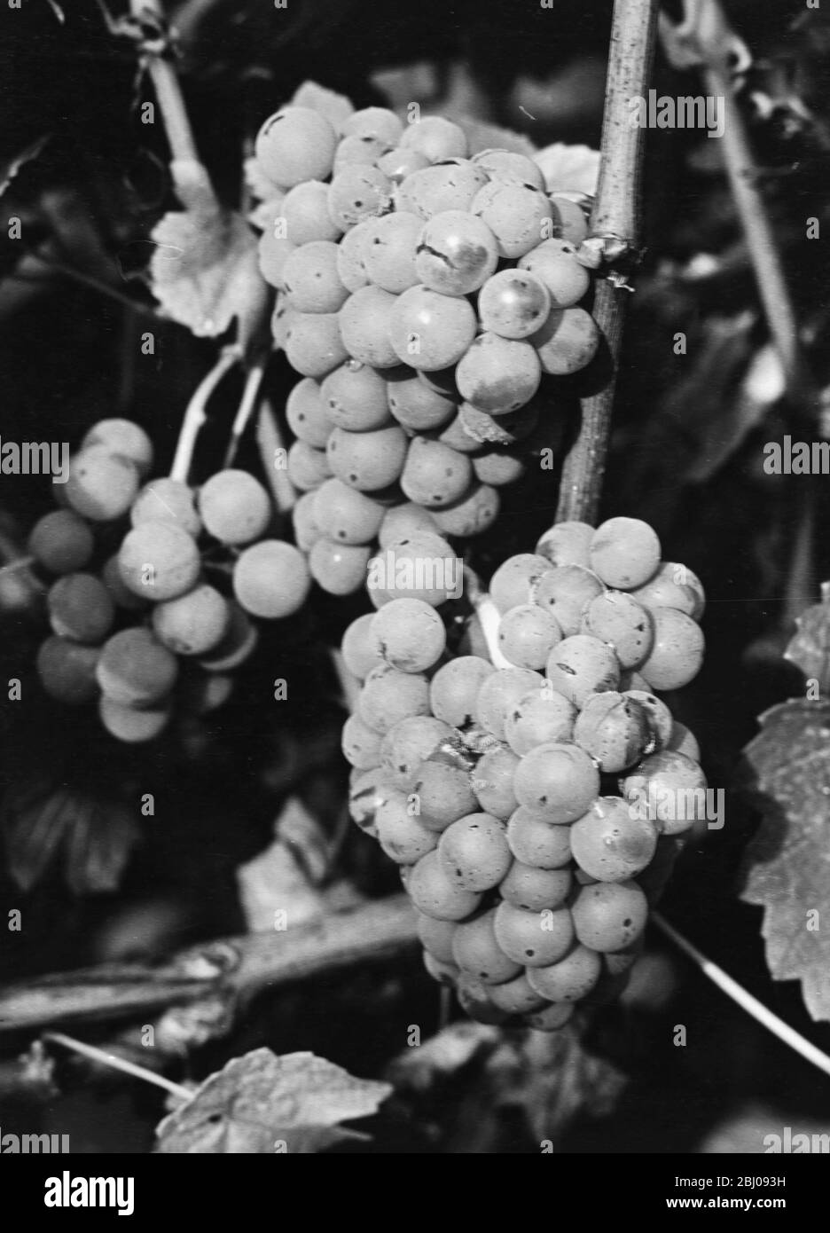 Muller-Thurgau wine grape variety. - Felstar - Crick's Green Vineyard. - J.G.Barrett. Stock Photo
