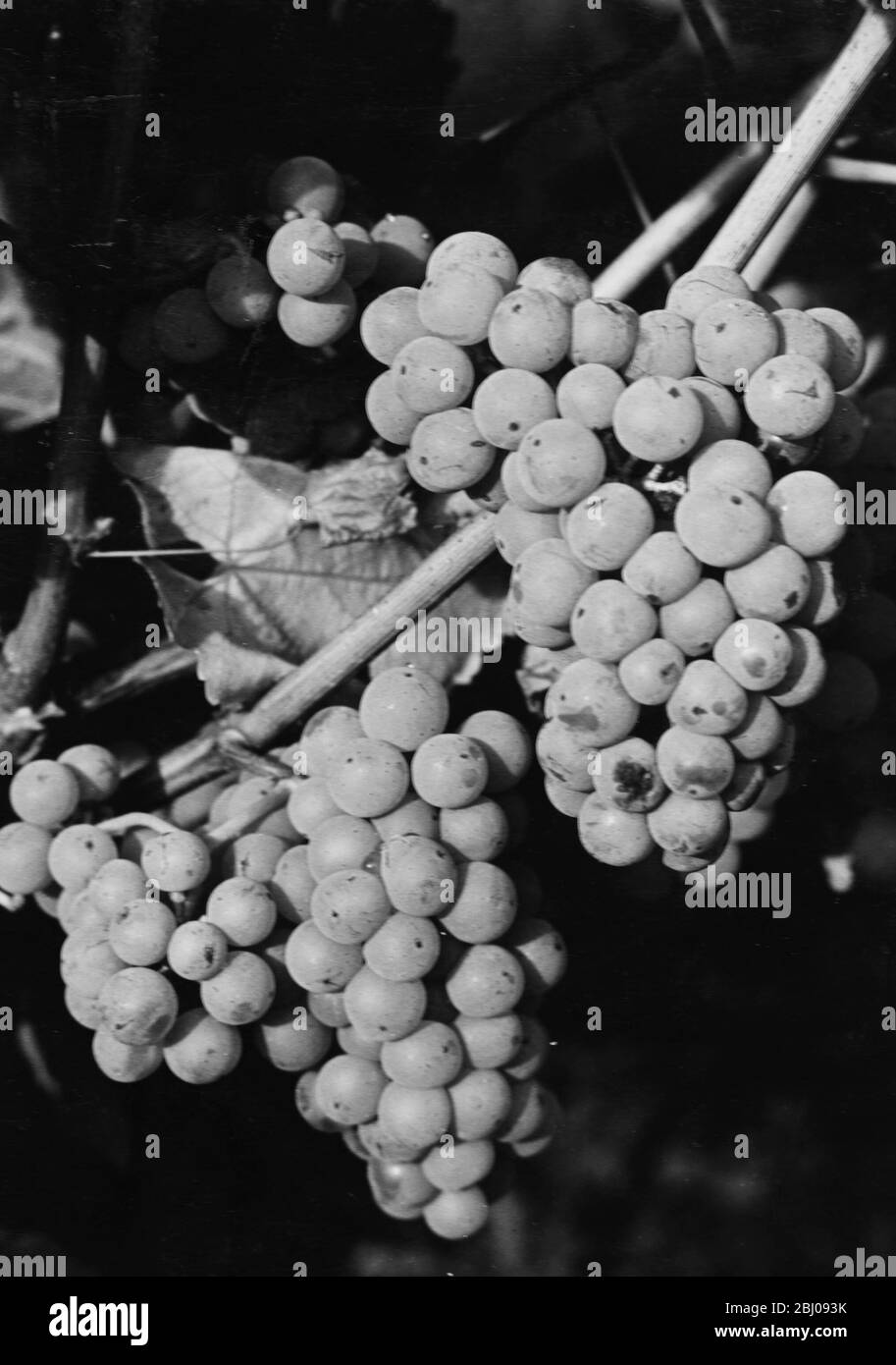 Scheurebe white wine grape variety. - Felstar - Crick's Green Vineyard. - J.G.Barrett. Stock Photo