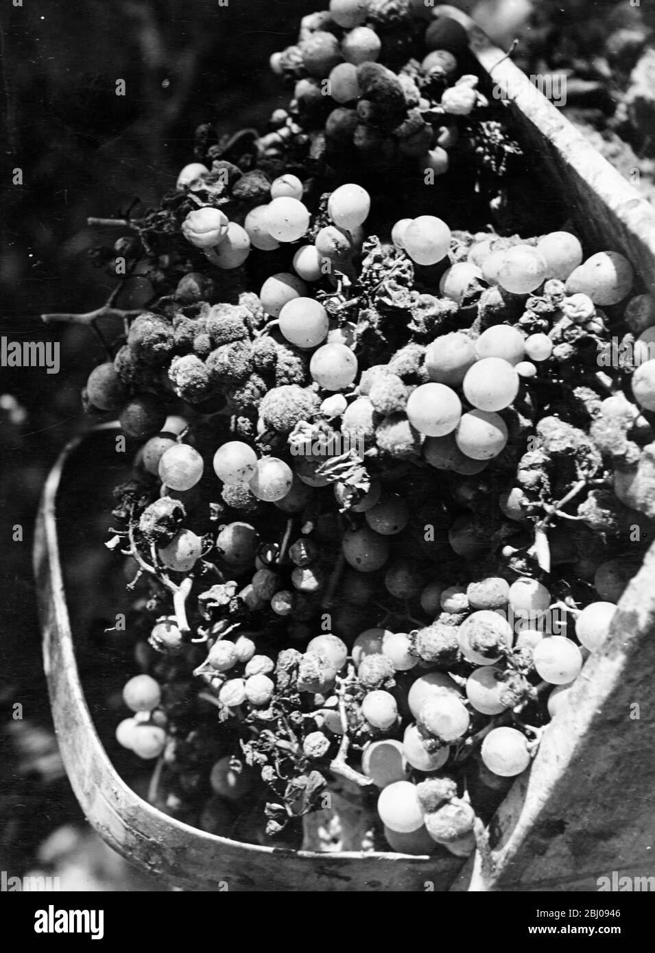French Wine Harvest.0 - White grapes, just cut with scissors. This bunch is in the ideal state - almost rotten, to our eyes, but full of sugar. Called the pourriture noble (the noble rot). - 1951 Stock Photo