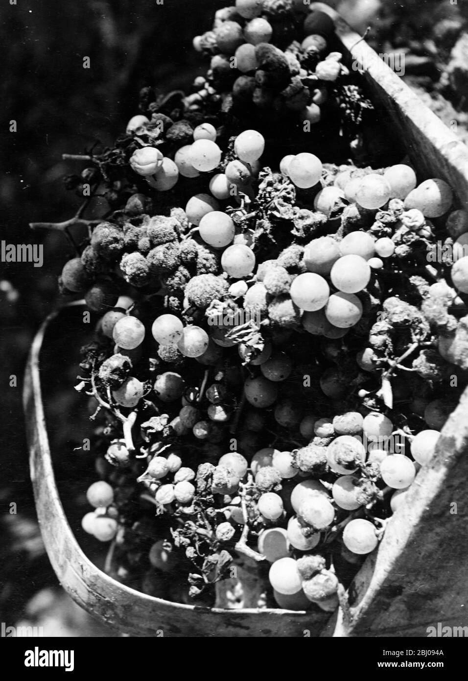 French Wine Harvest.0 - White grapes, just cut with scissors. This bunch is in the ideal state - almost rotten, to our eyes, but full of sugar. Called the pourriture noble (the noble rot). - 1951 Stock Photo