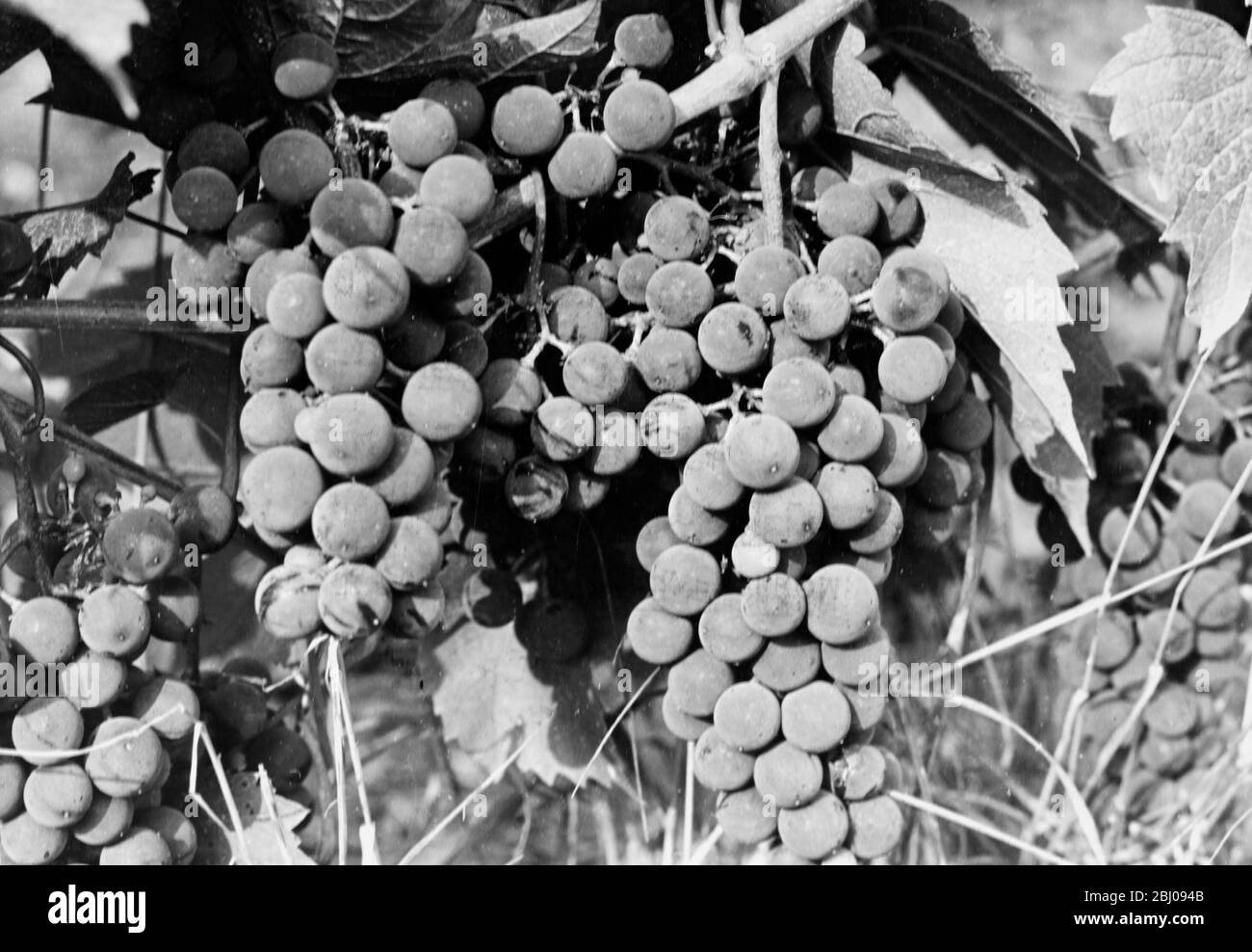 Seibel. - Felstar Crick's Green Vineyard. - J.G.Barrett. Stock Photo