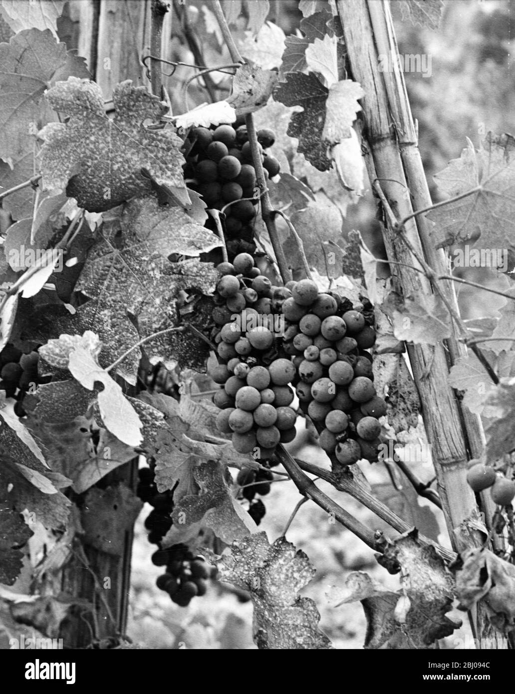 White grape variety. - Unidentified vineyard. Stock Photo