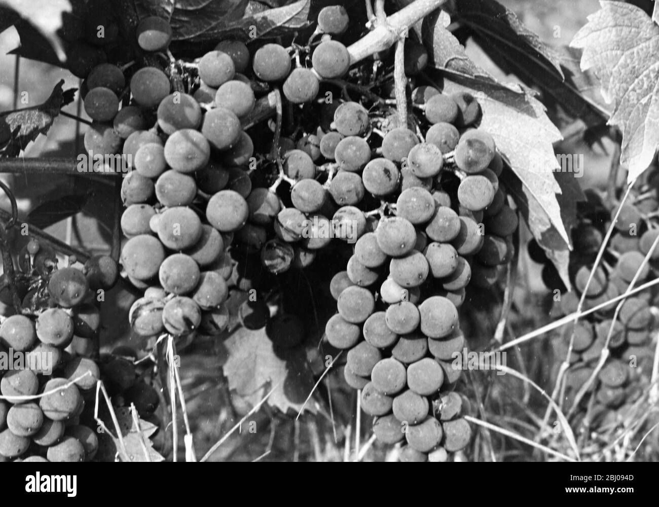Seibel. - Felstar Crick's Green Vineyard. - J.G.Barrett. Stock Photo
